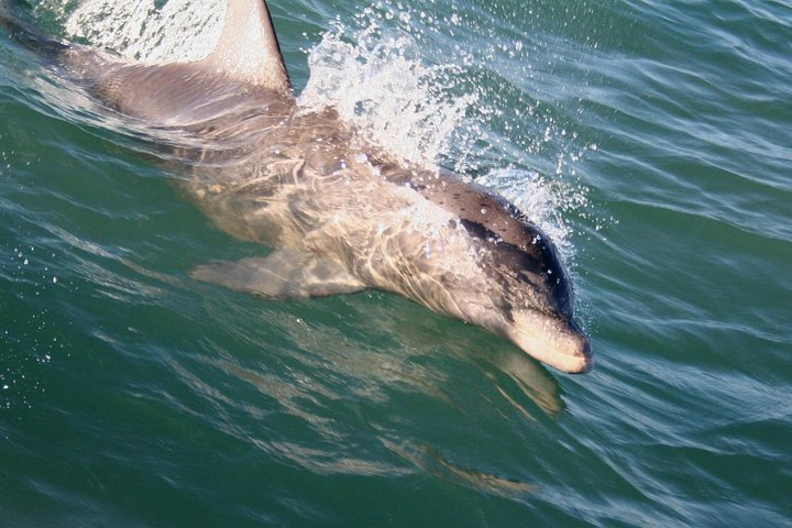 Dolphin